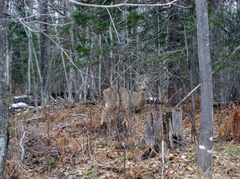 We see you peeking through those trees, Mr. Deer.