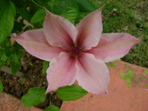 Pretty pink clematis