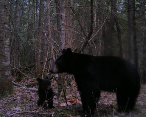 Bear with cub from remote view game camera